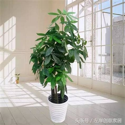 家裡植物風水